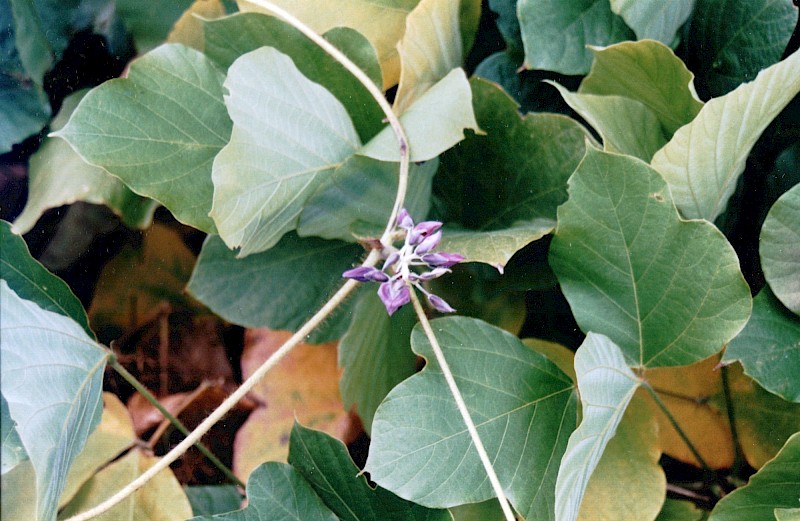 Pueraria montana var. lobata
