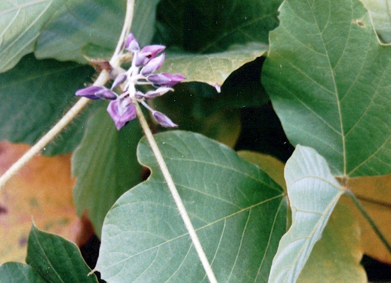 Pueraria montana var. lobata