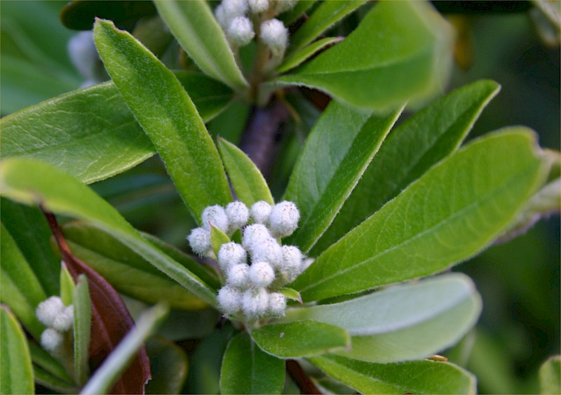 Pyracantha angustifolia
