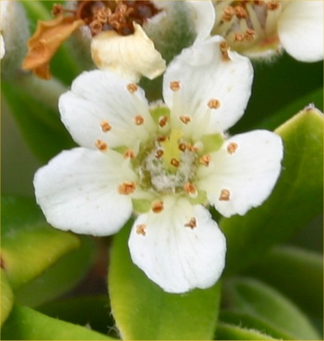Pyracantha angustifolia