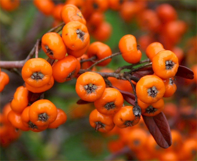 Pyracantha angustifolia