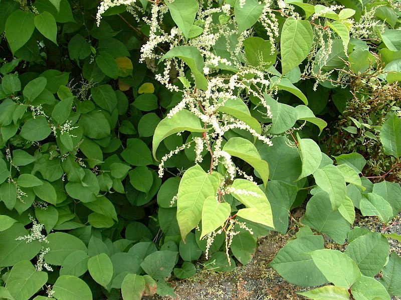 Reynoutria japonica