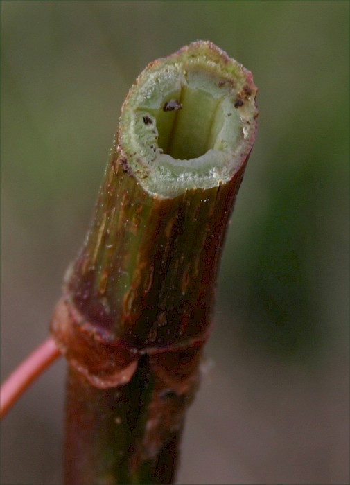 Reynoutria japonica