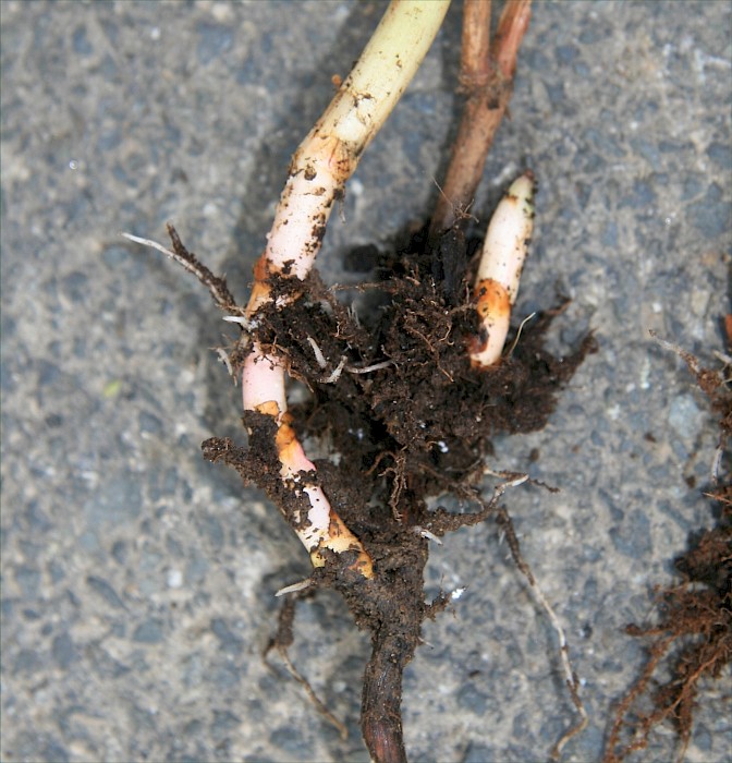 Reynoutria japonica