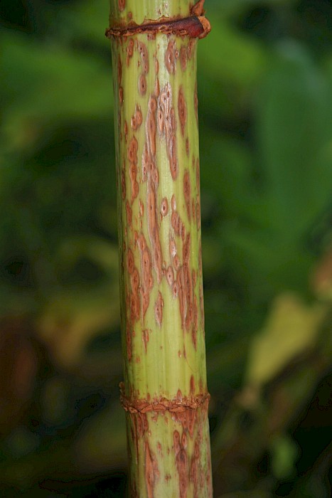 Reynoutria sachalinensis