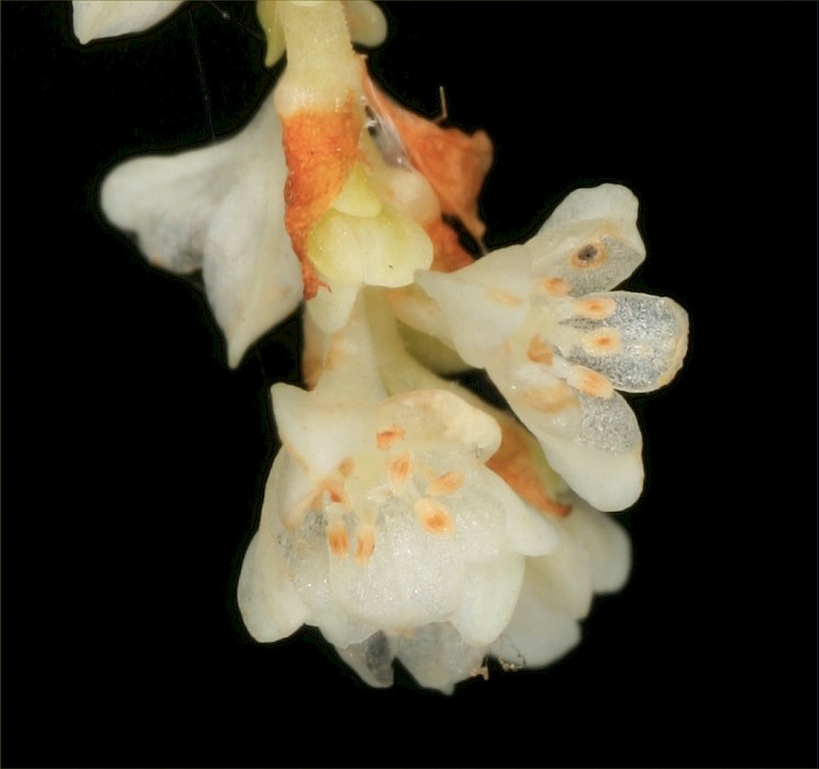 Reynoutria sachalinensis