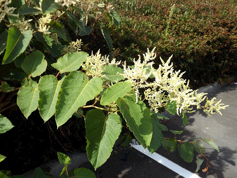 Reynoutria sachalinensis