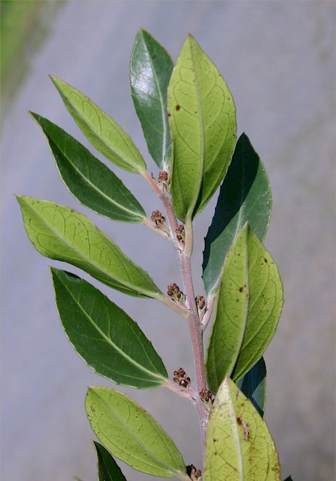 Rhamnus alaternus