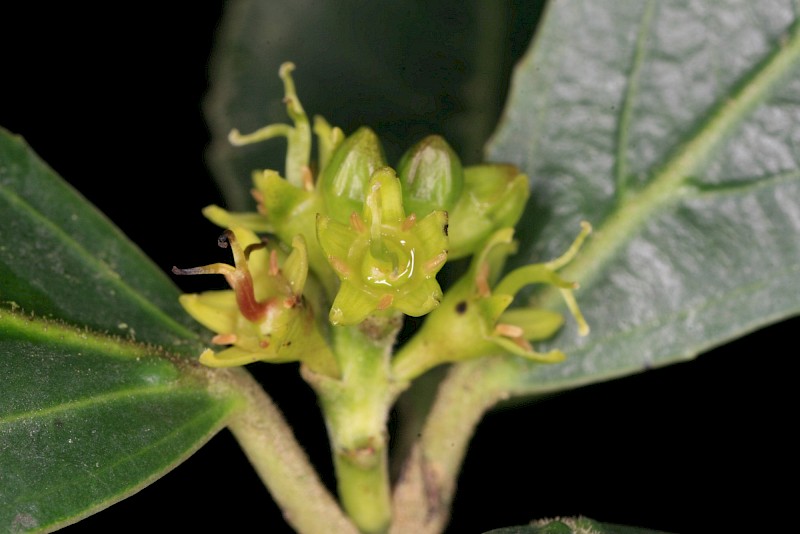 Rhamnus alaternus