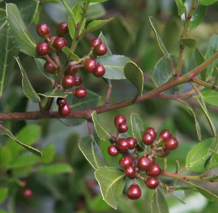 Rhamnus alaternus