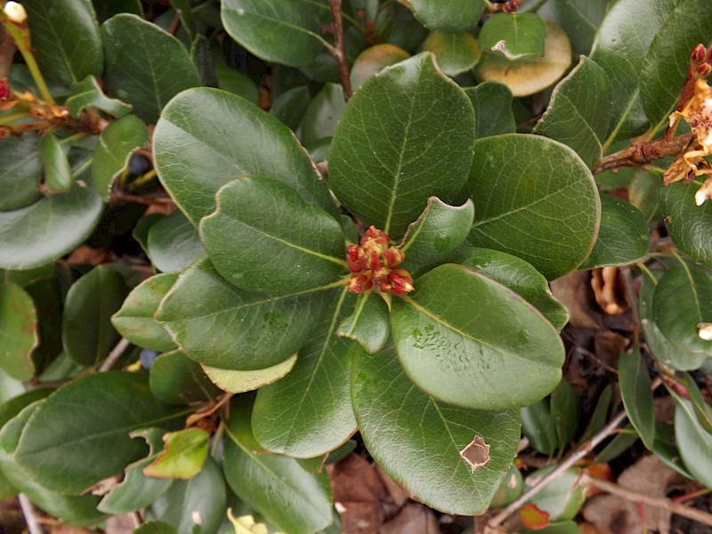Rhaphiolepis umbellata
