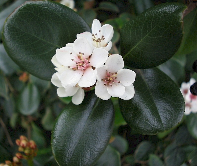 Rhaphiolepis umbellata