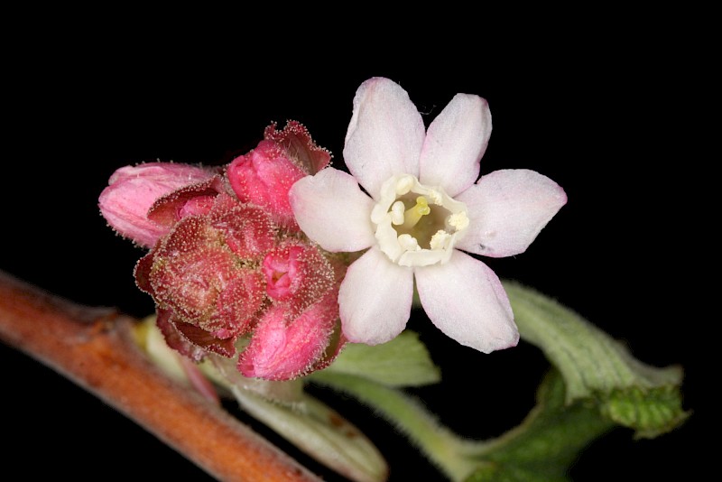 Ribes sanguineum