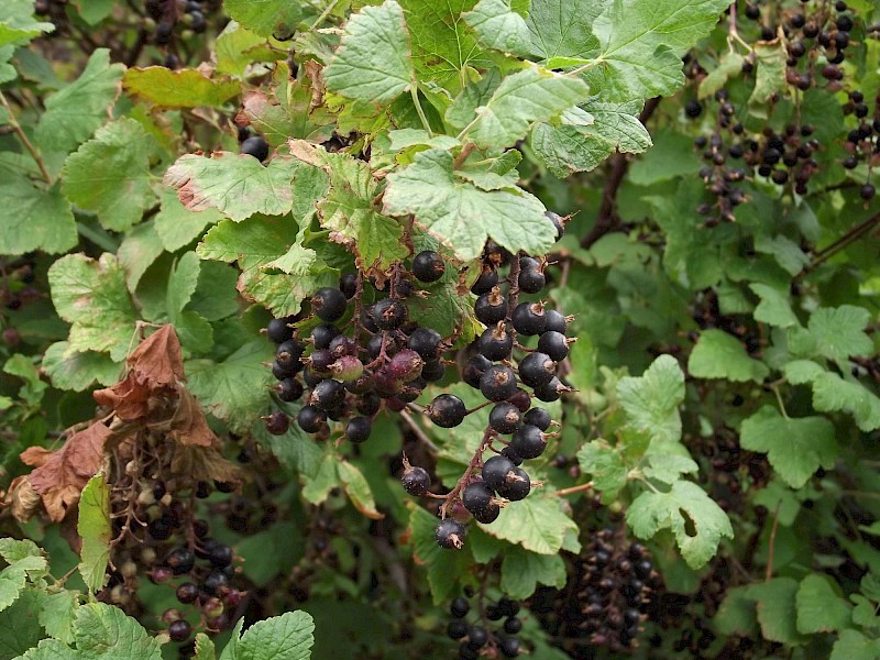 Ribes sanguineum