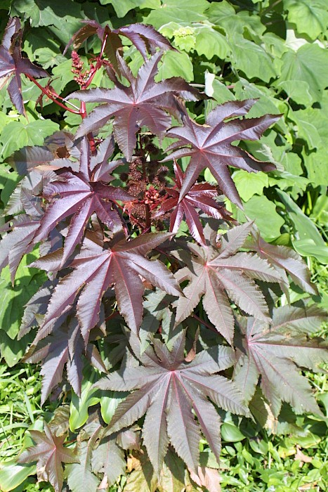 Ricinus communis
