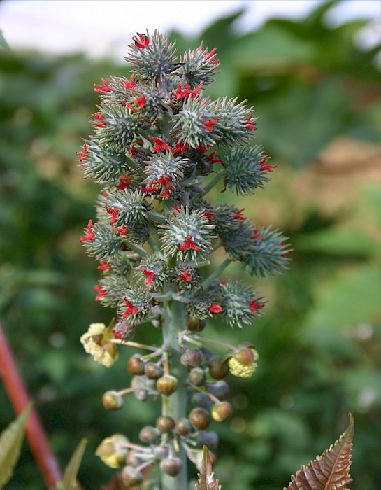 Ricinus communis