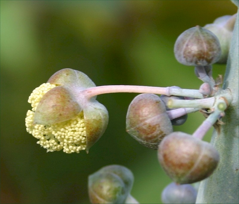 Ricinus communis
