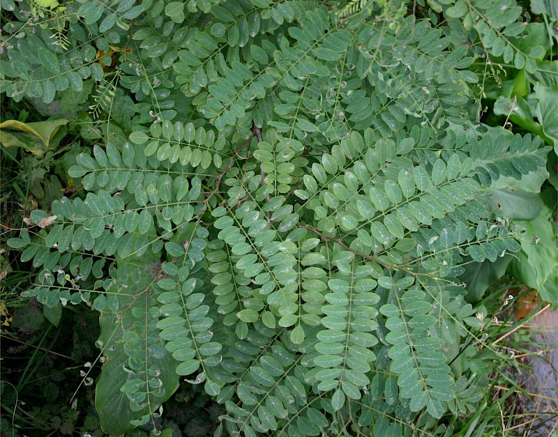 Robinia pseudoacacia