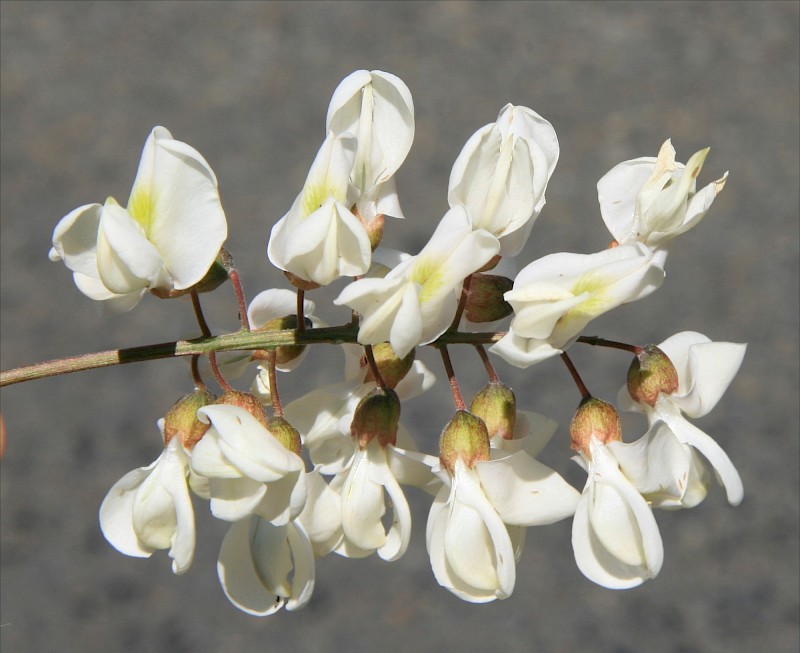 Robinia pseudoacacia