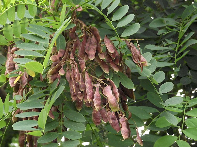 Robinia pseudoacacia