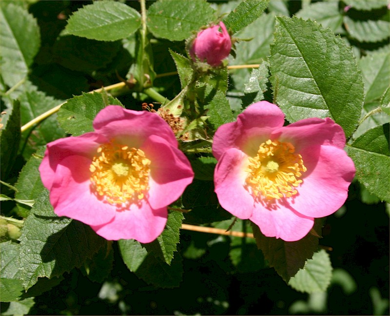 Rosa rubiginosa