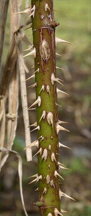 Rosa rubiginosa