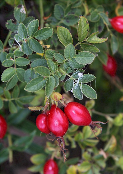 Rosa rubiginosa
