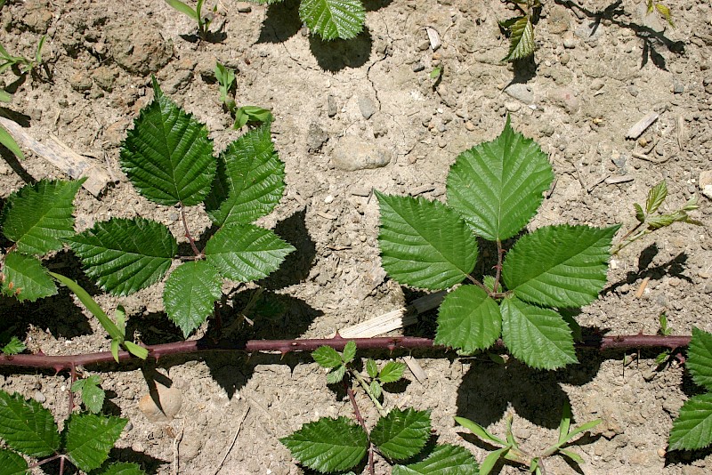Rubus plicatus