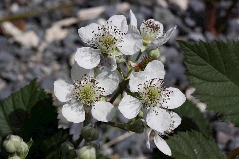 Rubus plicatus