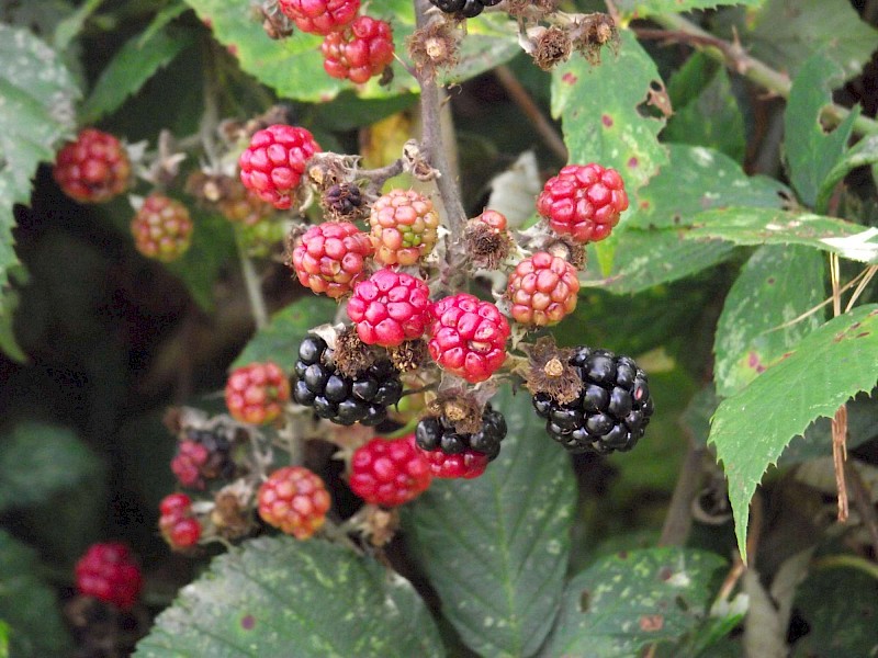 Rubus plicatus