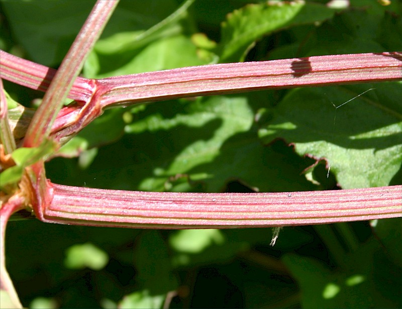 Rumex sagittatus