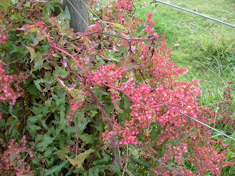 Rumex sagittatus