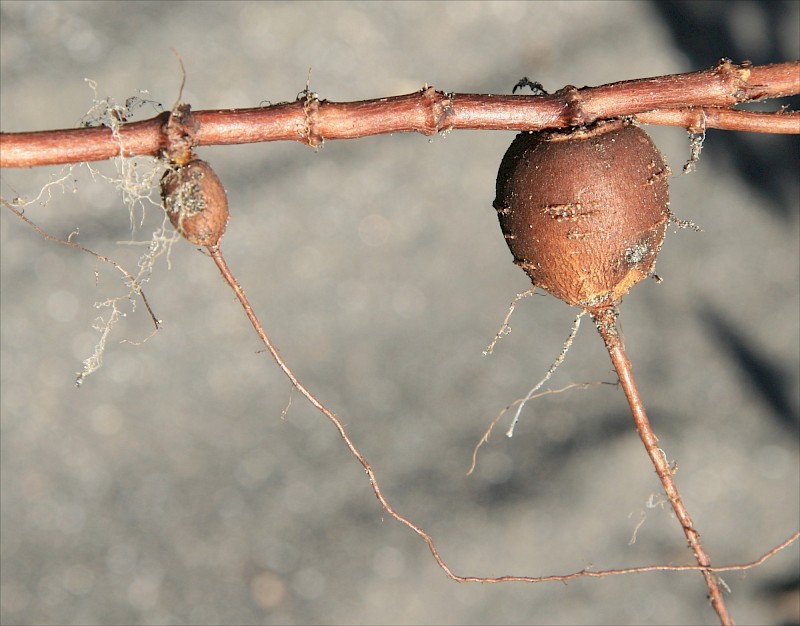 Rumex sagittatus