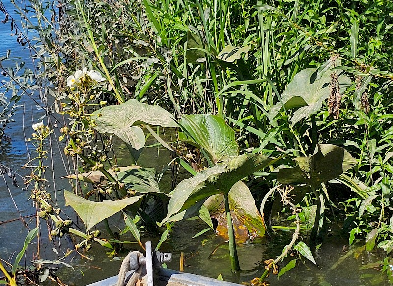 Sagittaria montevidensis