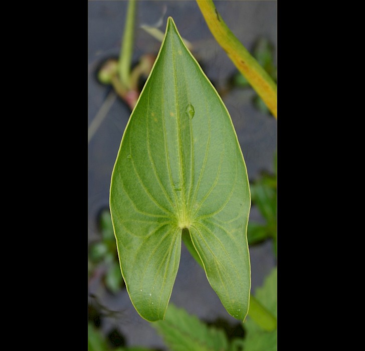 Sagittaria montevidensis
