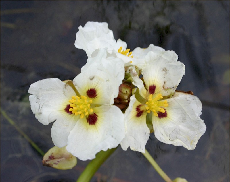 Sagittaria montevidensis