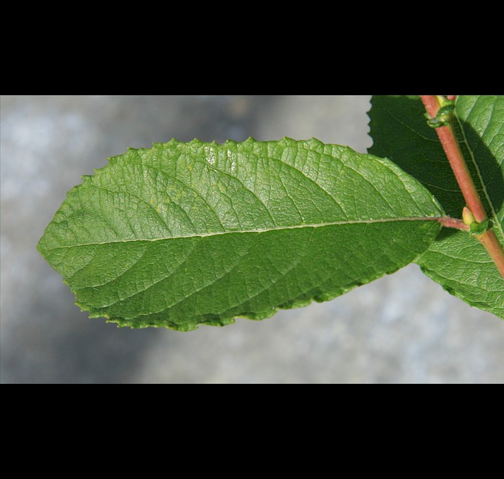 Salix cinerea