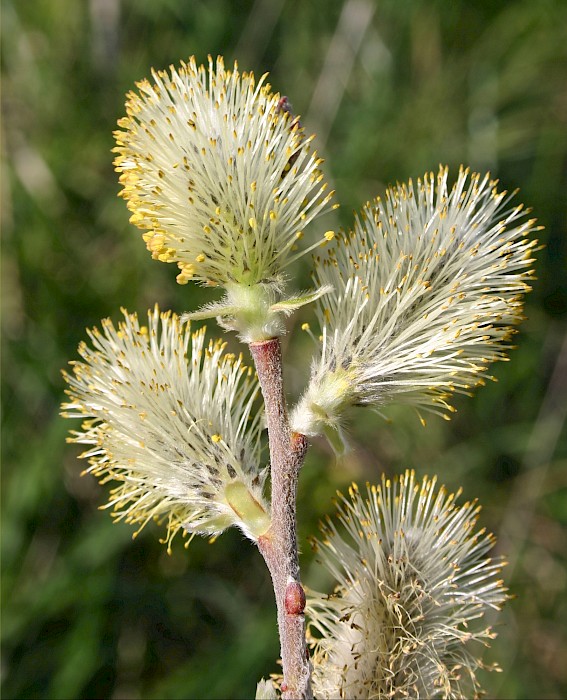 Salix cinerea