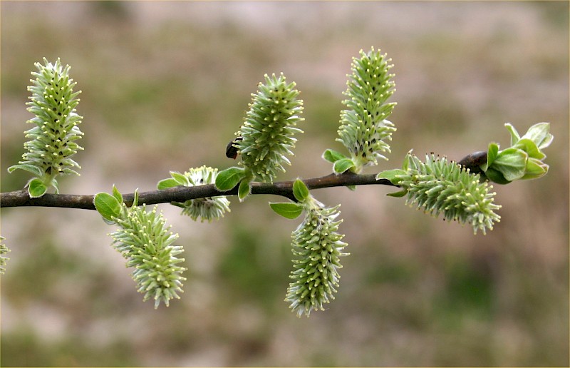 Salix cinerea