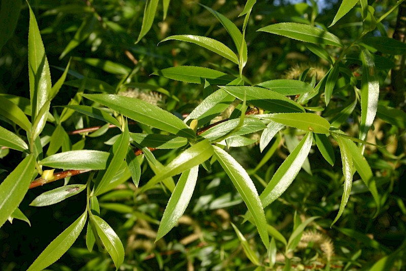 Salix fragilis