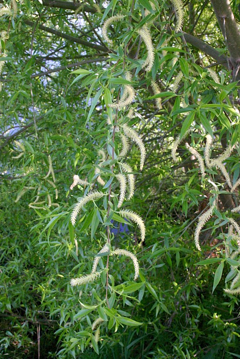 Salix fragilis