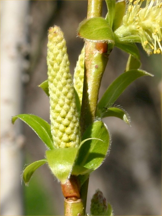 Salix fragilis