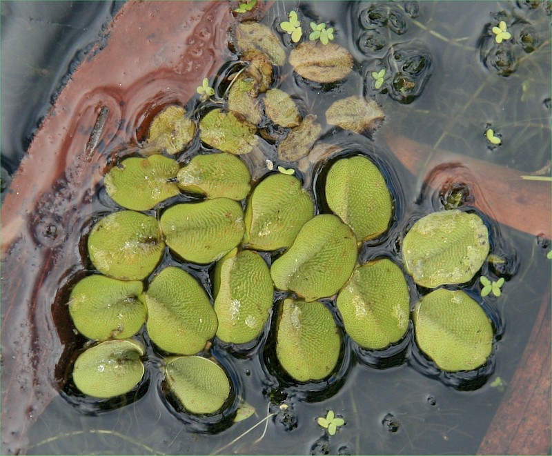 Salvinia × molesta
