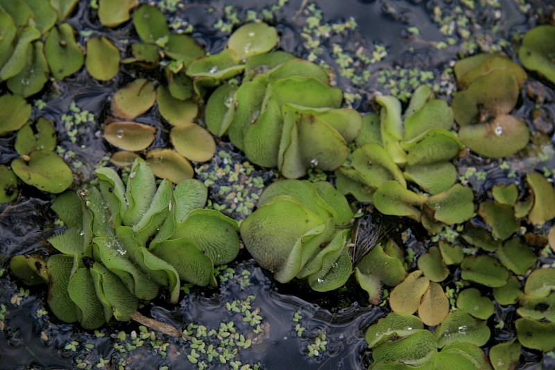 Salvinia × molesta