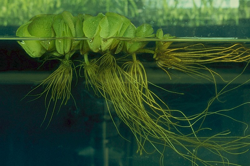 Salvinia × molesta