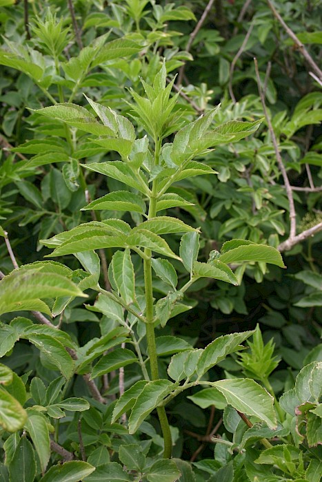 Sambucus nigra
