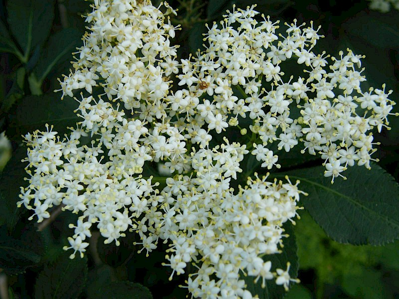Sambucus nigra