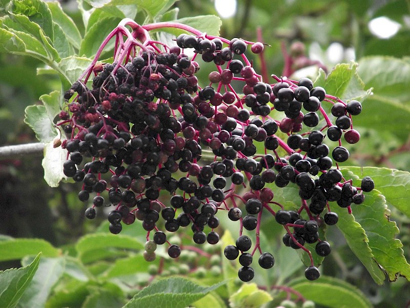 Sambucus nigra