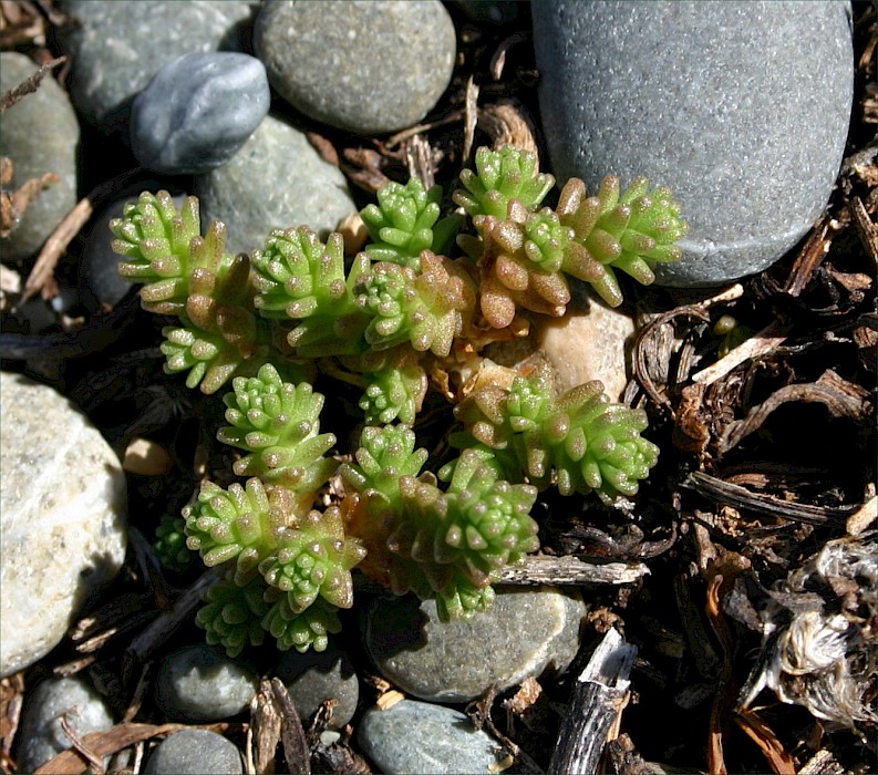 Sedum acre