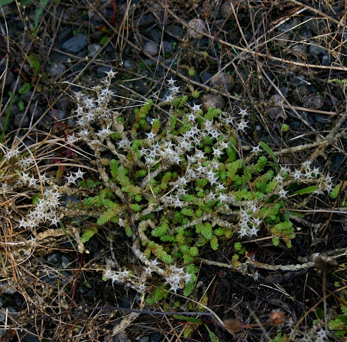 Sedum acre